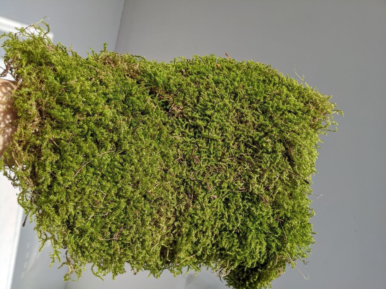 Лесной мох для улиток, флорариумма, террариума