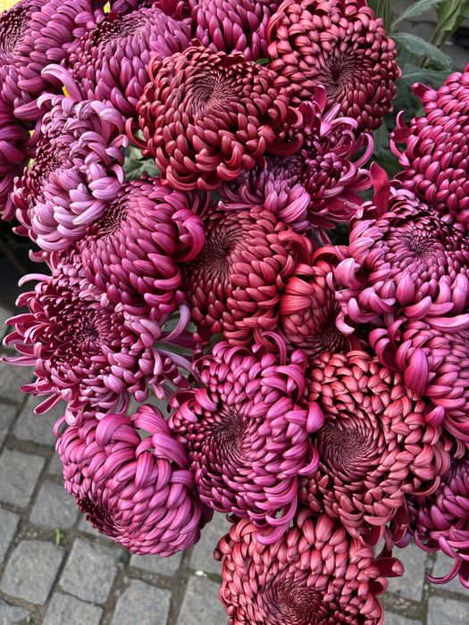 Хризантема великоквіткова