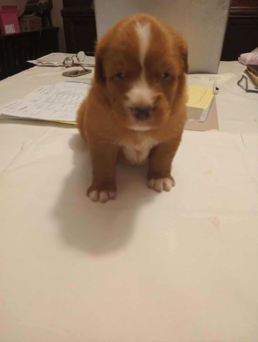 Nova Scotia Duck Tolling Retriever FCI ZKwP