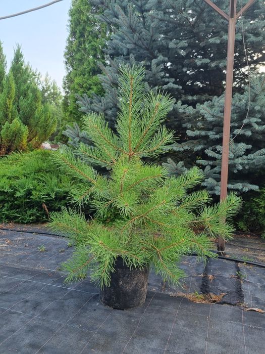 Сосна обыкновенная,сосна звичайна,сосна саженцы