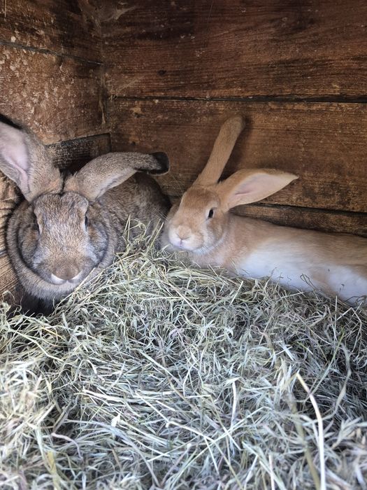 Sprzedam  ładne samice