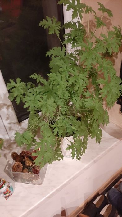 Kliwia pomarańczowa, geranium anginka  kwiatek roślina doniczkowa