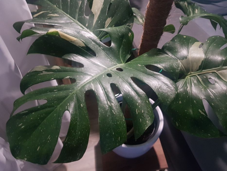 Monstera Thai Constellation