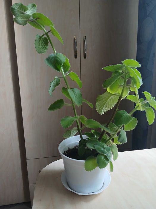 Кімнатні рослини (Вазони )