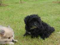 Maltipoo  piesek dla całej rodziny