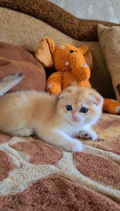 Вислоухие и Прямоухие золотая шиншилла