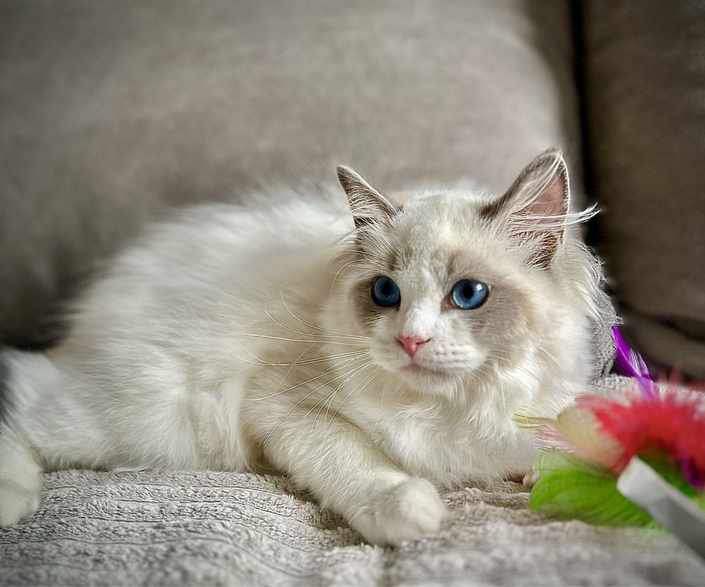 Ragdoll sliczny chlopczyk