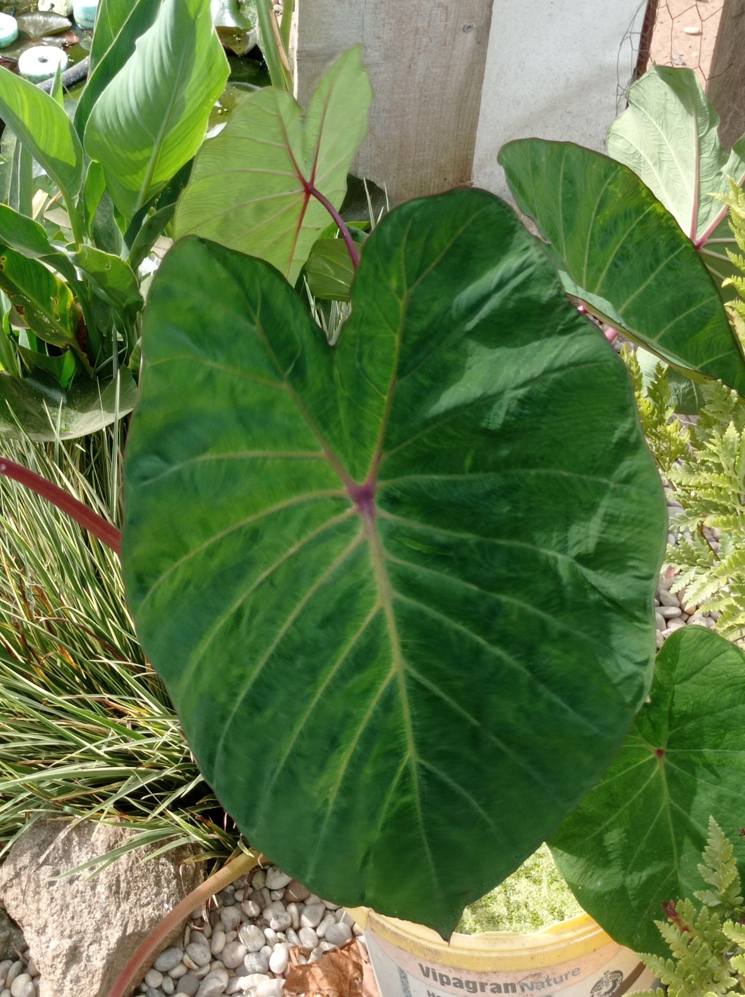Disponível Thalia dealbata e Colocasia