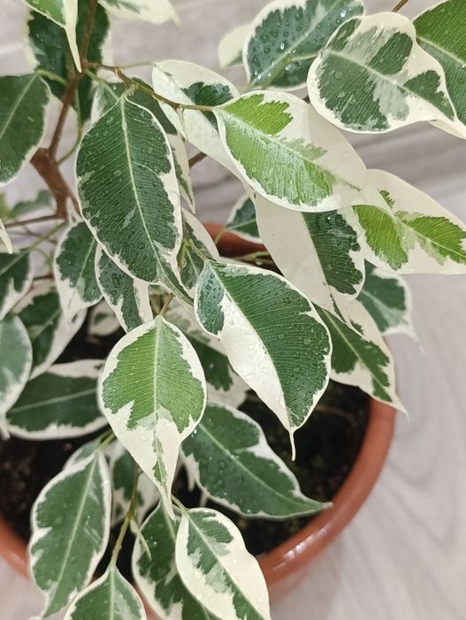 Фікус бенжаміна набір із 4