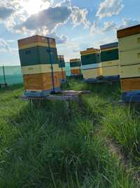 odkłady pszczele 2024 pszczoły roje