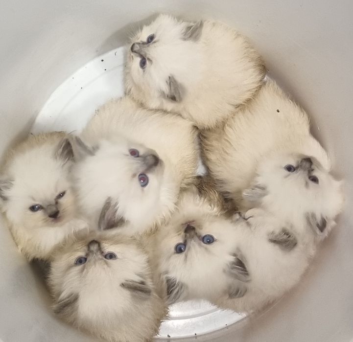 Kocurek ragdoll Rag a  odbior od 20 listopada