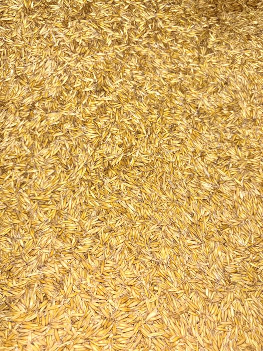 Owies z roku 2025 skoszony przed deszczem