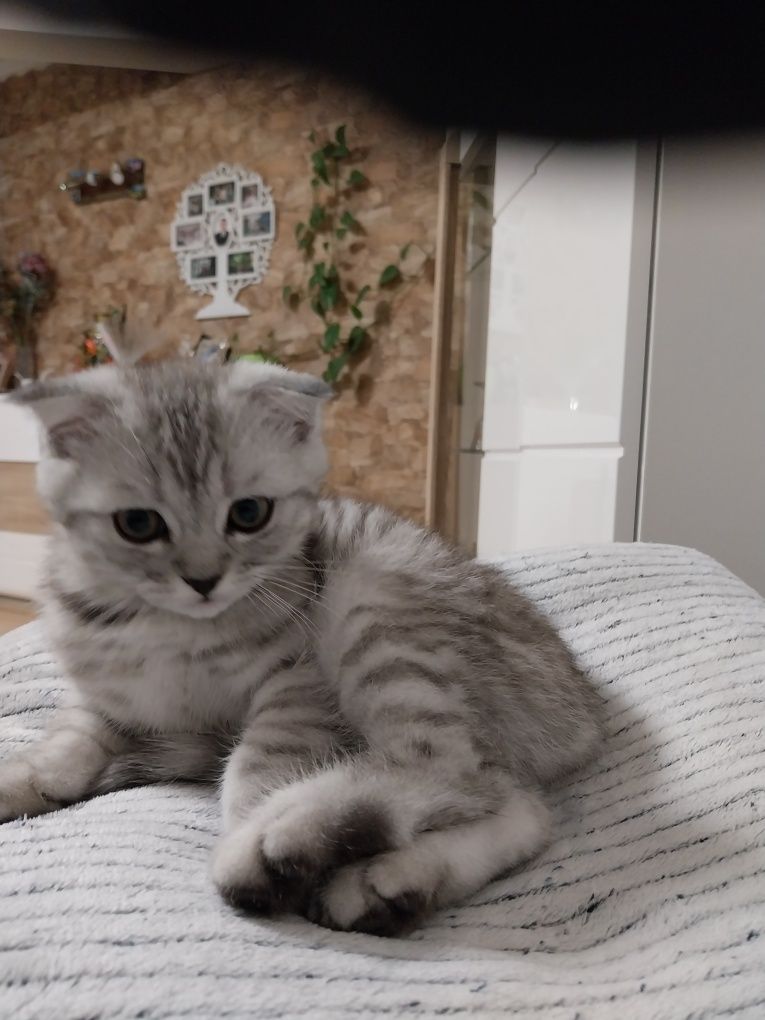 Gatinho Scottish Fold