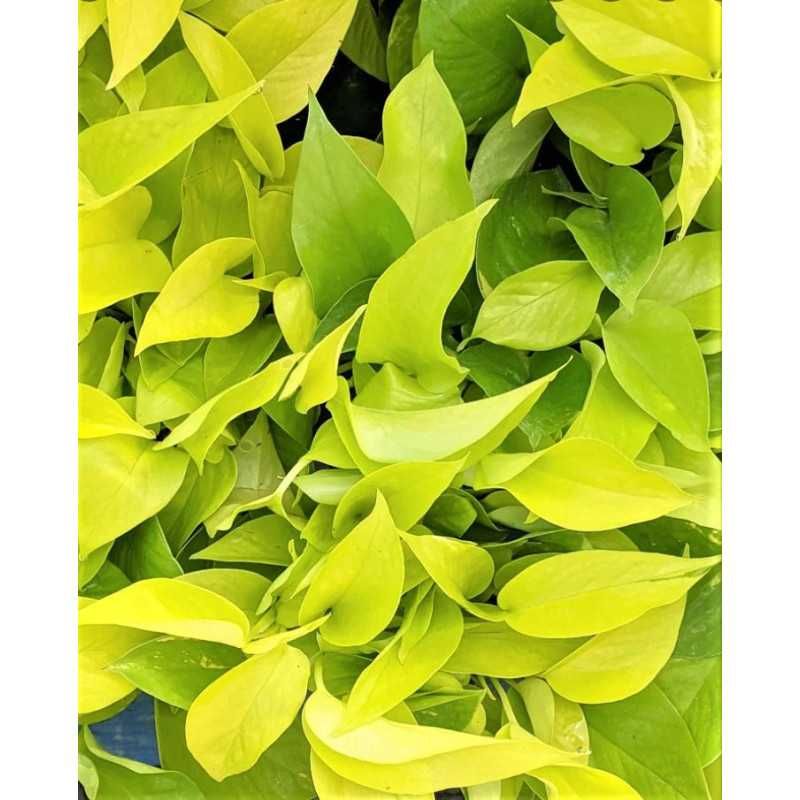 Epipremnum aureum Neon Pothos - Jibóia - Terrários Répteis