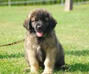 Leonberger ZKwP, FCI, suczka