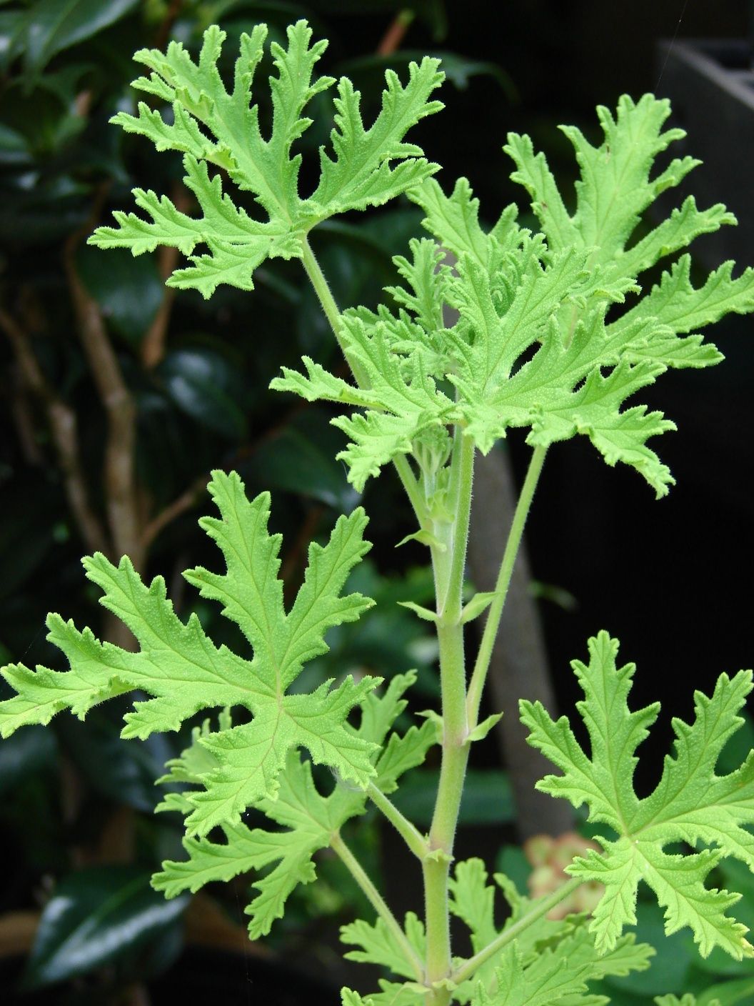 Pelargonia pachnąca Geranium Anginka szczyt