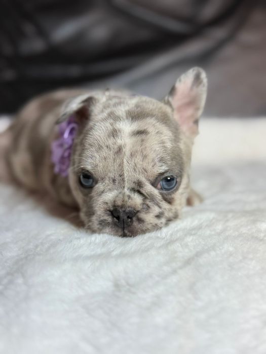 Suczka Buldog Francuski