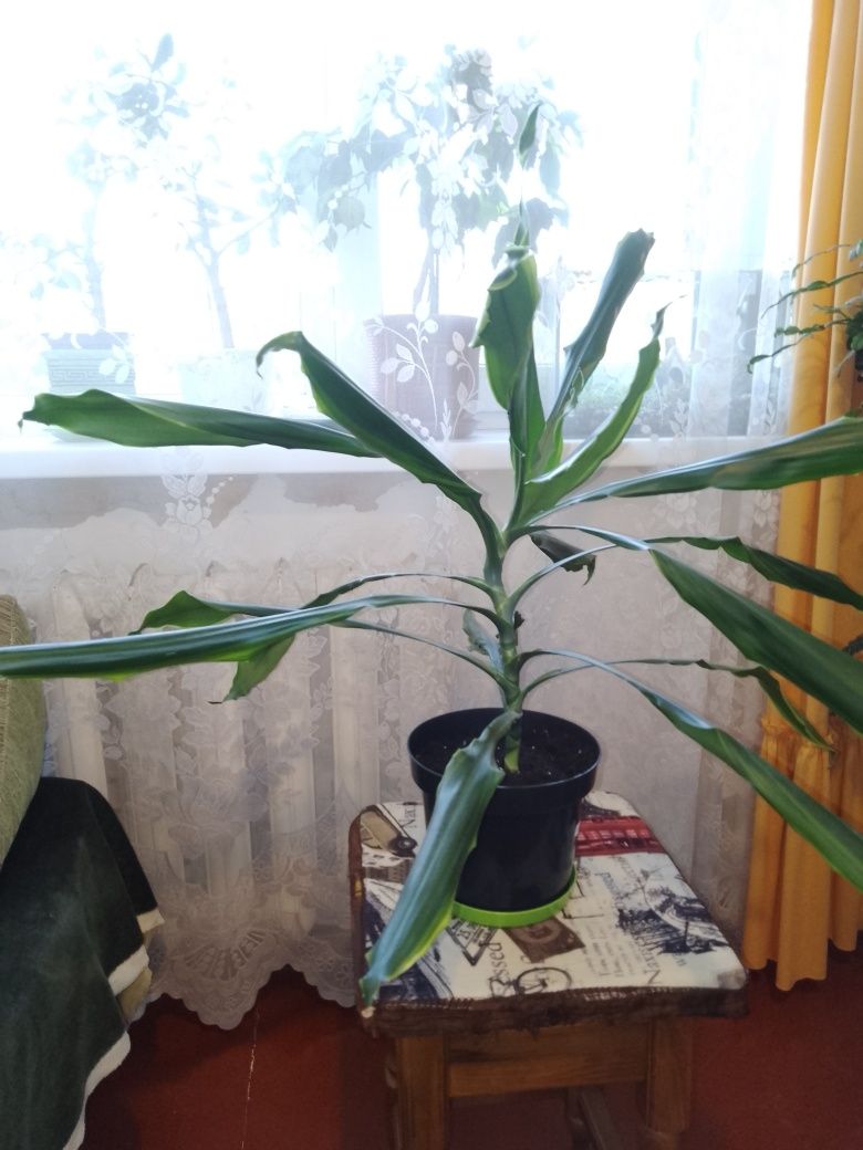 Продам драцену (50 см)