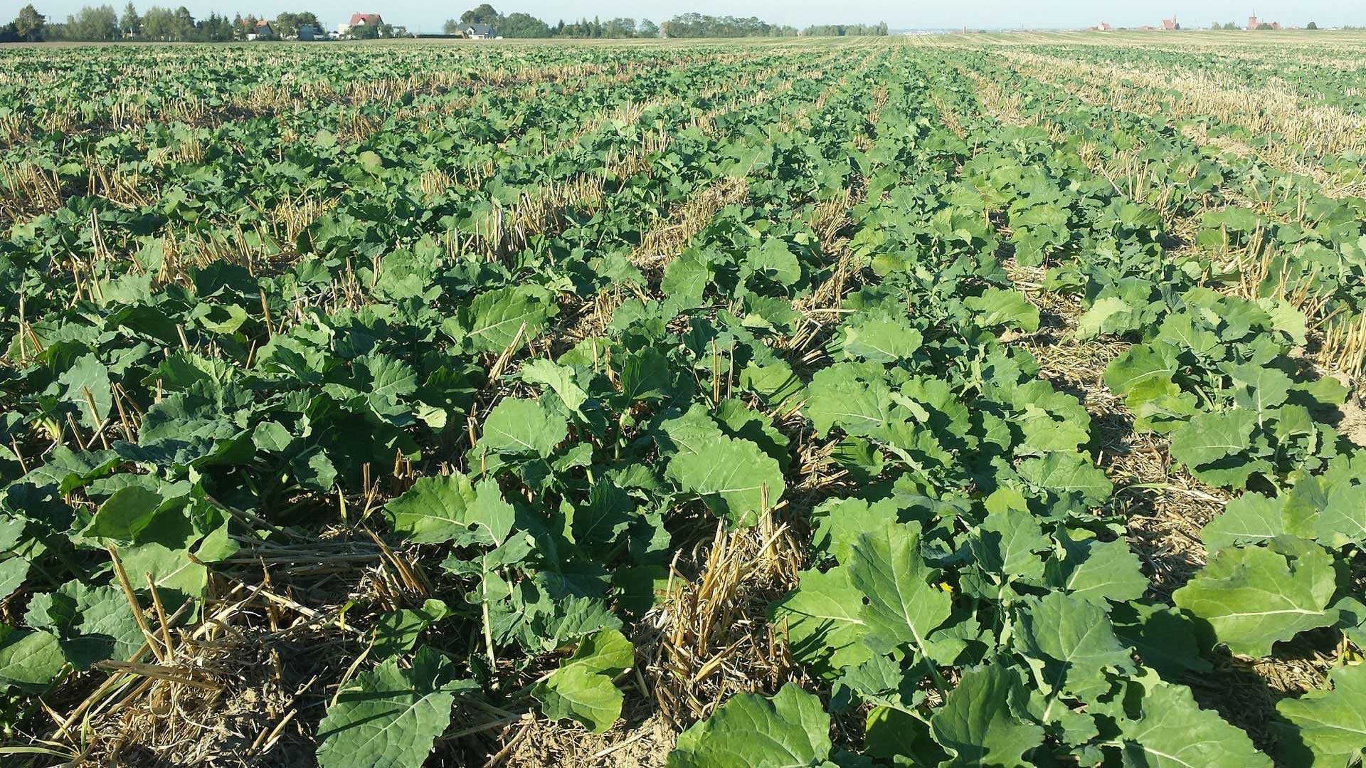 Siew  rzepaku, zbórz,  uprawa pasowa,  strip till
