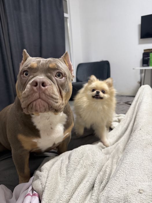 Щенок американского булля