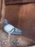 Vendo pombos vulgares