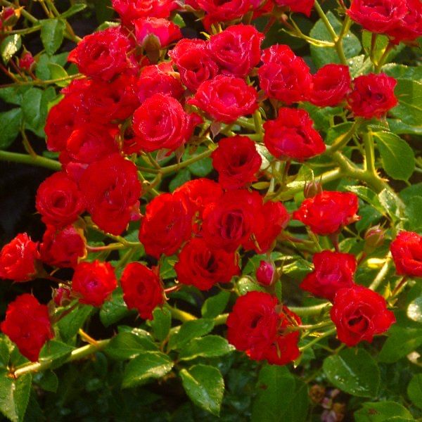 Троянди мініатюрні Капелька продаж червоні та рожеві