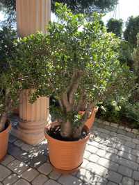 Rośliny ogrodowe agawy grubosze kaktusy opuncje