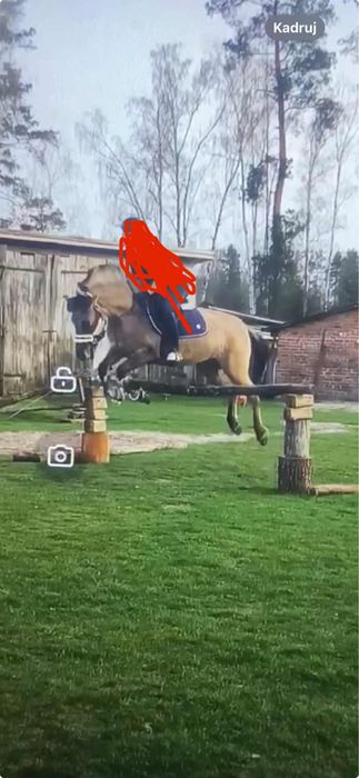 7-ltenia klacz konika polskiego z ogromnym potęcjałem