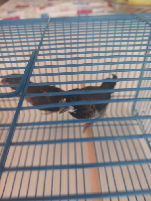 Bengalins. Novos deste ano