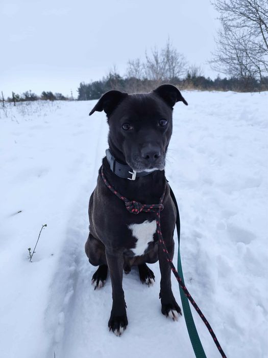 Nero w typie TTB odebrany z łańcucha