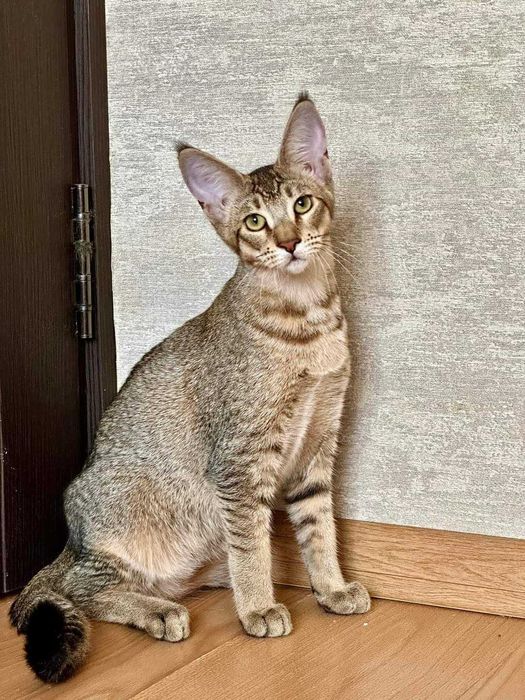 Шикарные малышата породы Чаузи! Гибрид камышового кота!