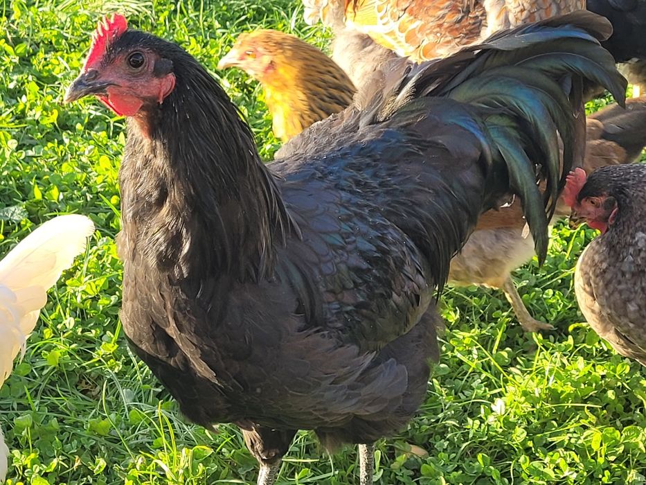 Koguty Australorp, Wyandotta Blue Laced Red
