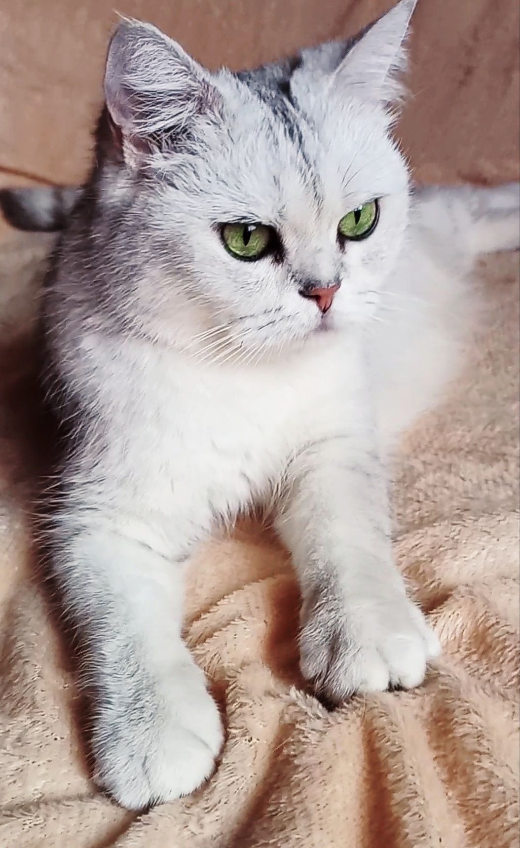 Шикарные котята шиншиллы
