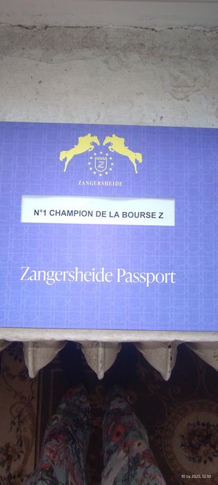 Ogierek Zangersheide po NASDAQ Z