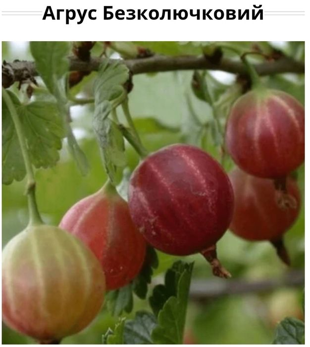 Саджанець  агрусу