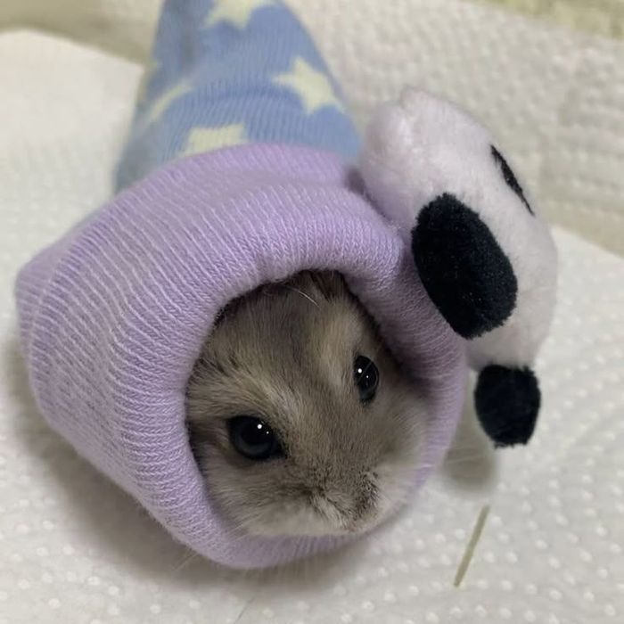 Хом'як джунгарик