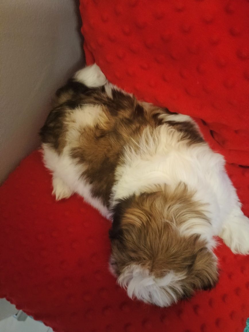 Piesek rasy Shi tzu