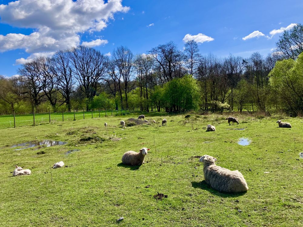Owce lacaune / fryzyjskie