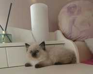 Kocurek Ragdoll     .