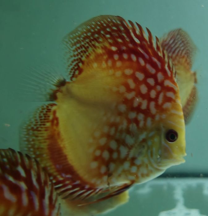 Ração Premium para Discus – Crescimento Rápido & Cores Intensas