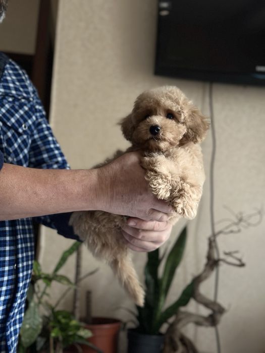 Той пудель  в добрі руки