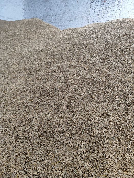 Овес врожай 2025