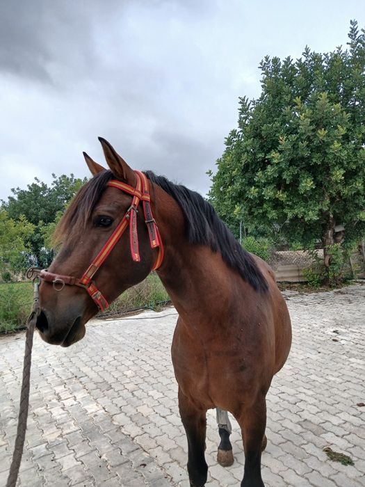 Cavalo Cruzado Lusitano