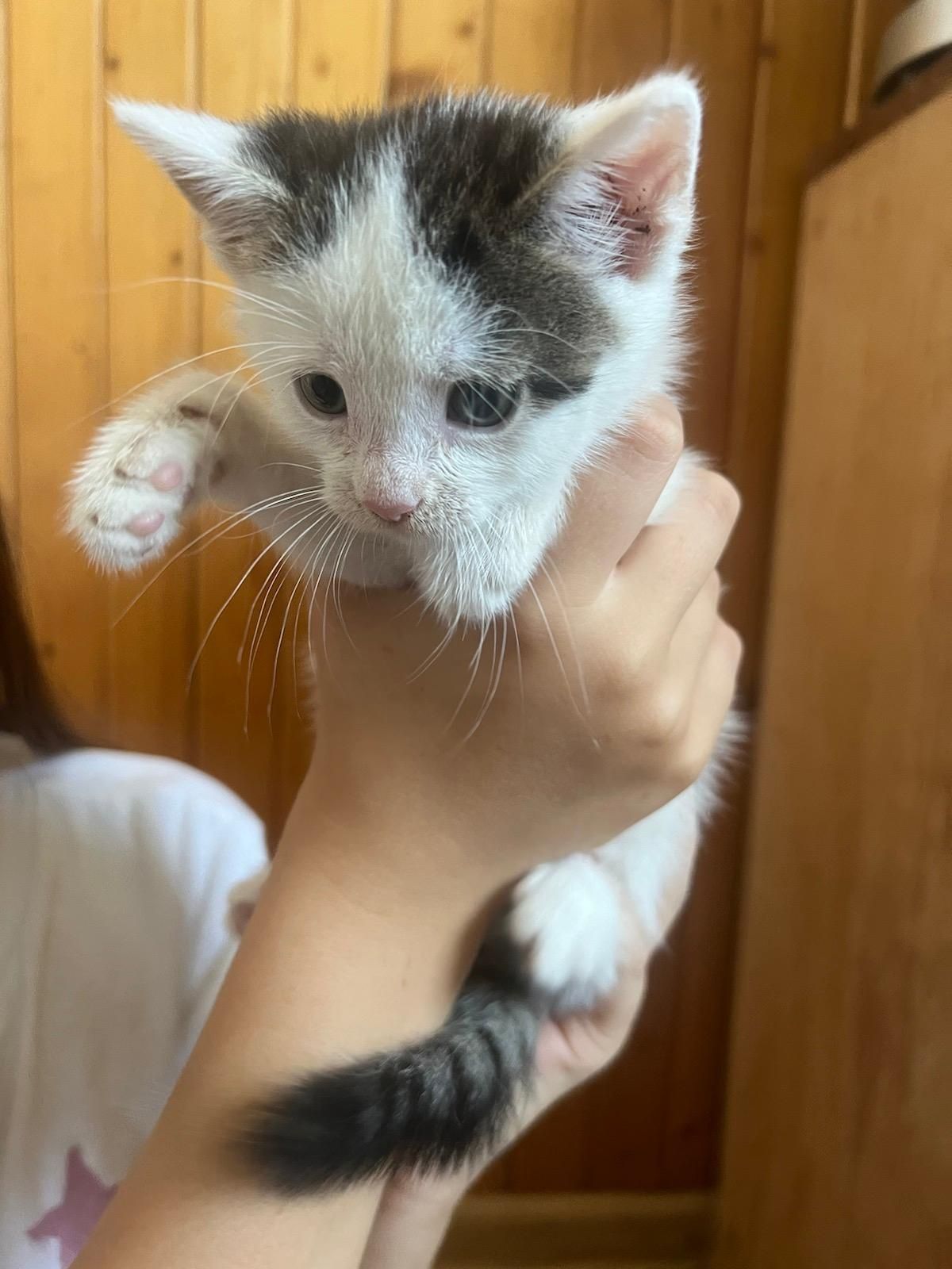 Mały czarno-szaro-biały kotek do adopcji