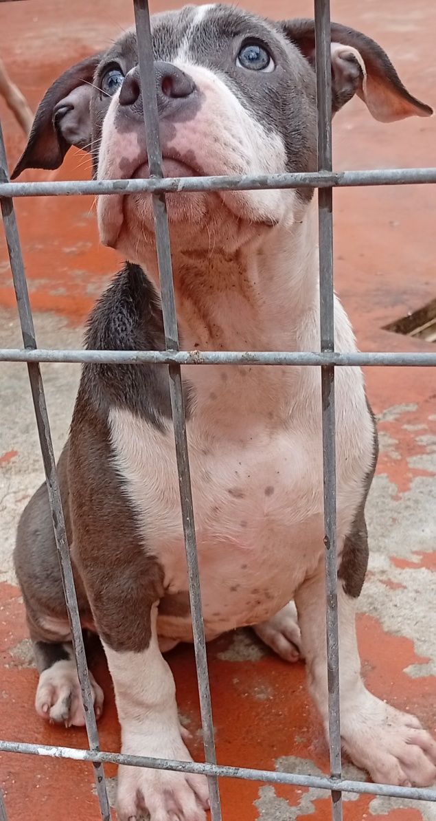 American Staffordshire Terrier
