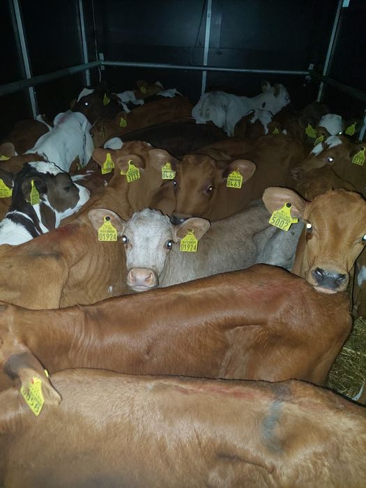 Kłodawa cielaki miesne byczki