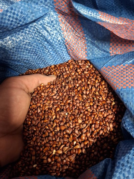 Pestki pigwowca japońskiego pestkówka