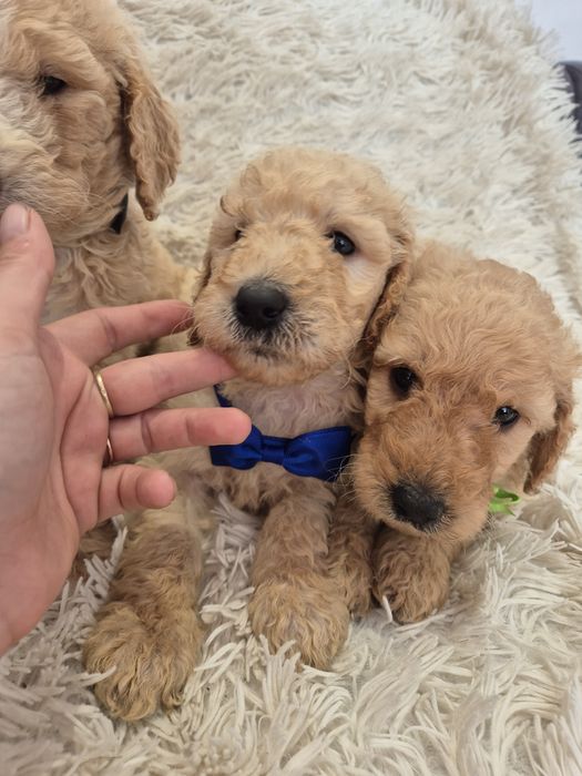 Goldendoodle f1b standard