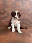 Border Collie, Piesek z Rodowodem, Rodzice przebadani, Drago