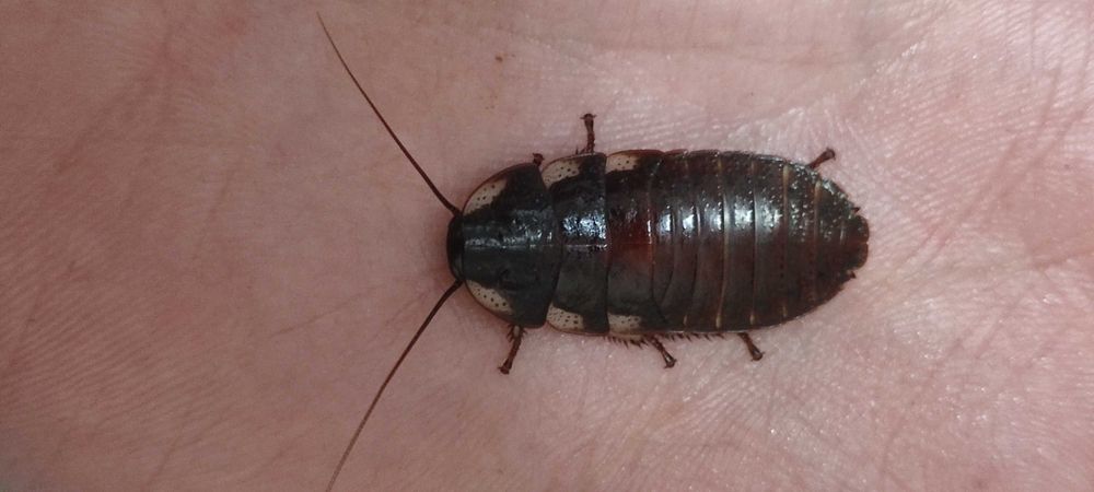 Всевозможный живой корм, таракан сверчок зофобас знахарь мучник тарган